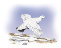 rock ptarmigan