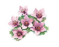 purple saxifrage